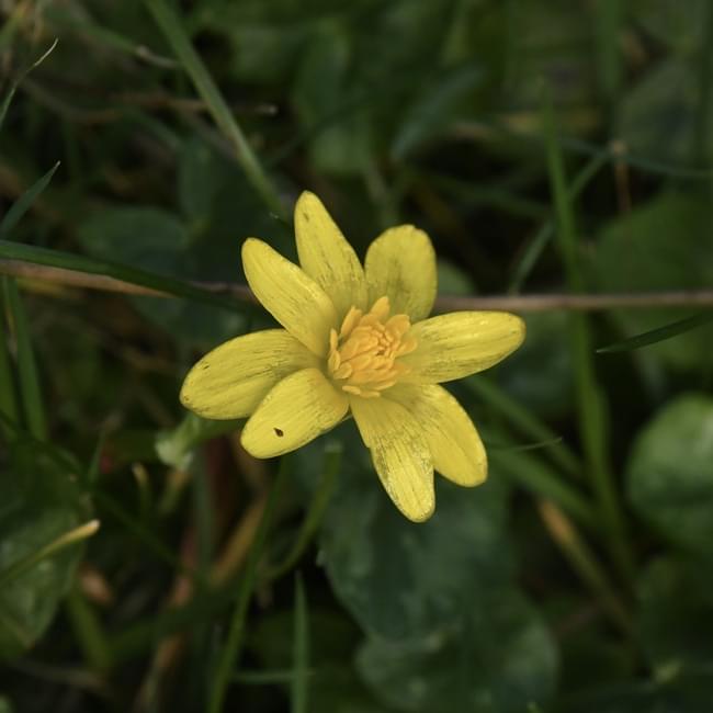 lesser celandine