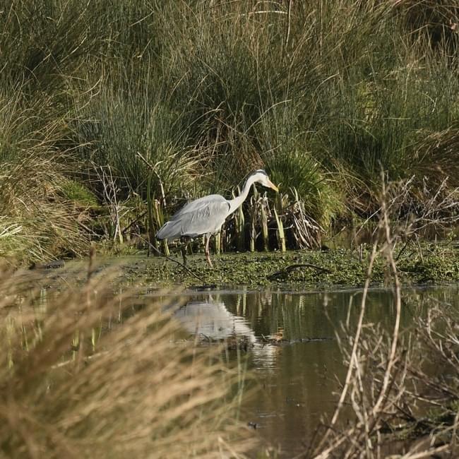 Heron