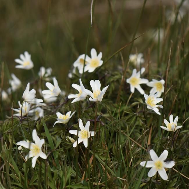 Wood Anenome