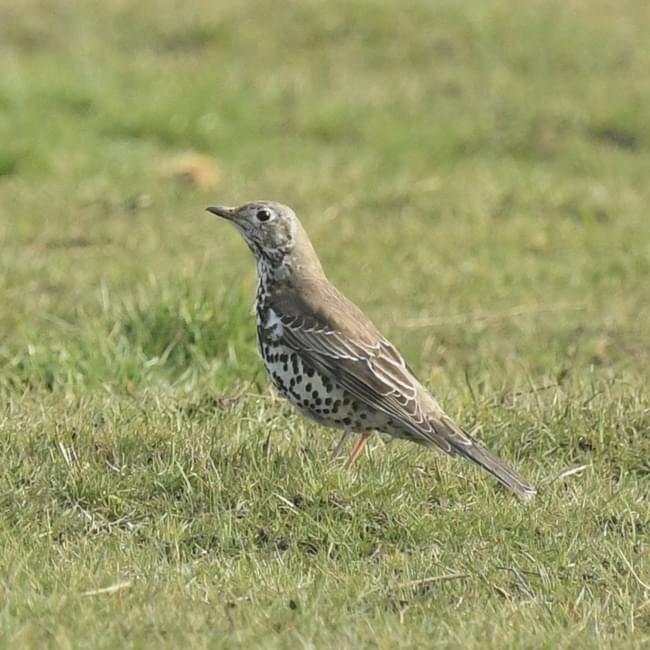 Mistle Thrush
