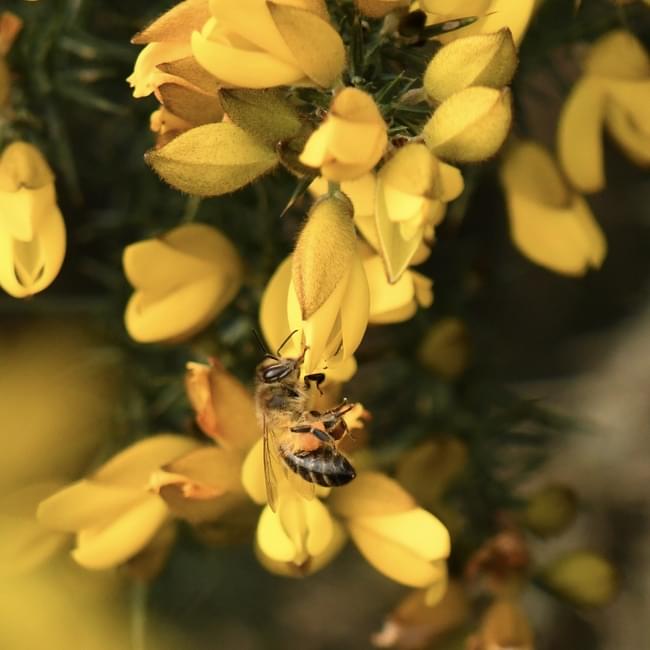 Gorse