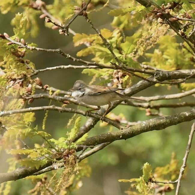 Whitethroat