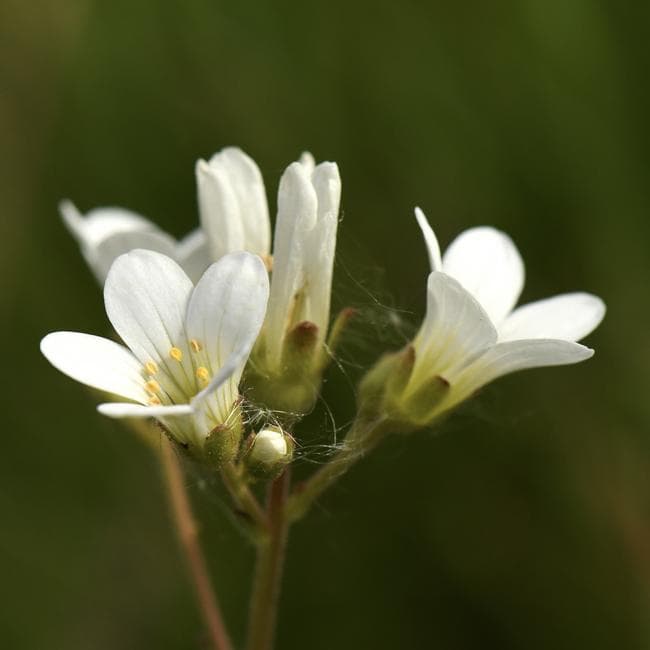 meadow saxifrage