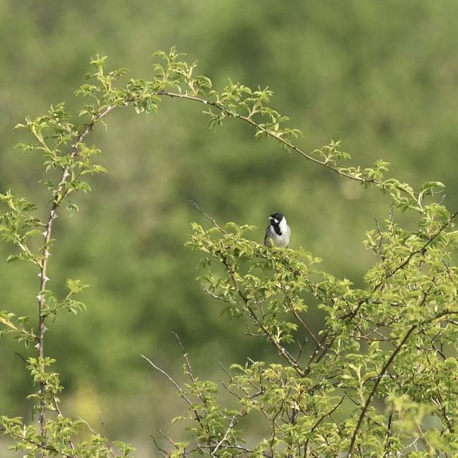 reed bunting