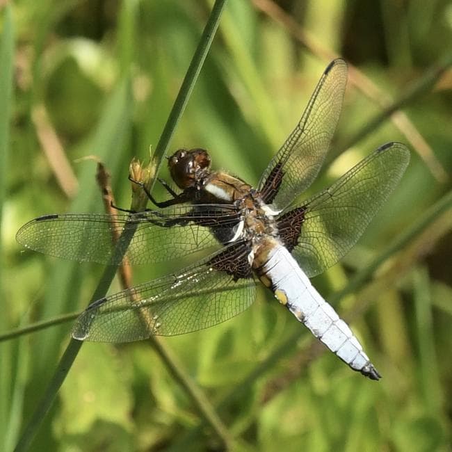male broad bodied chaser