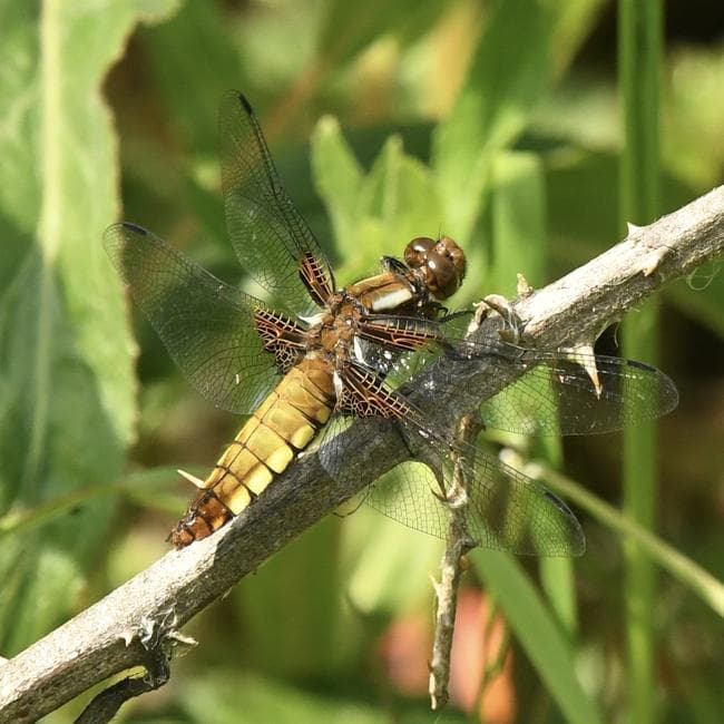 female broad bodied chaser