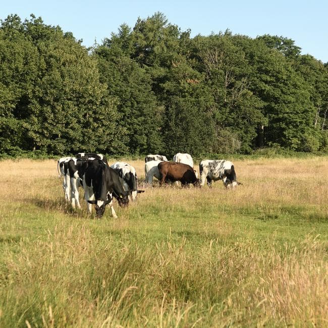 cattle