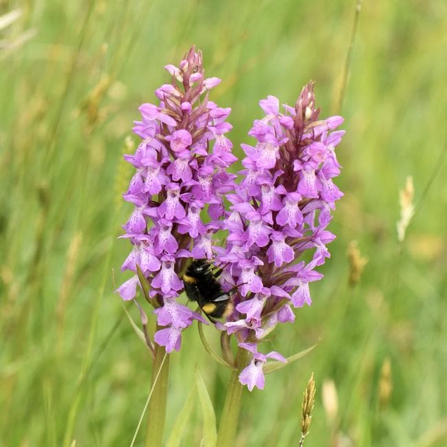 orchids
