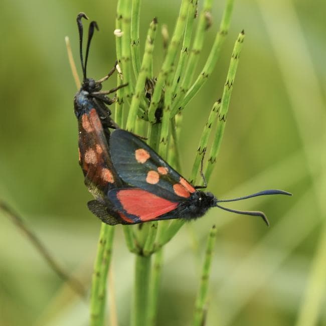five-spot burnet moth