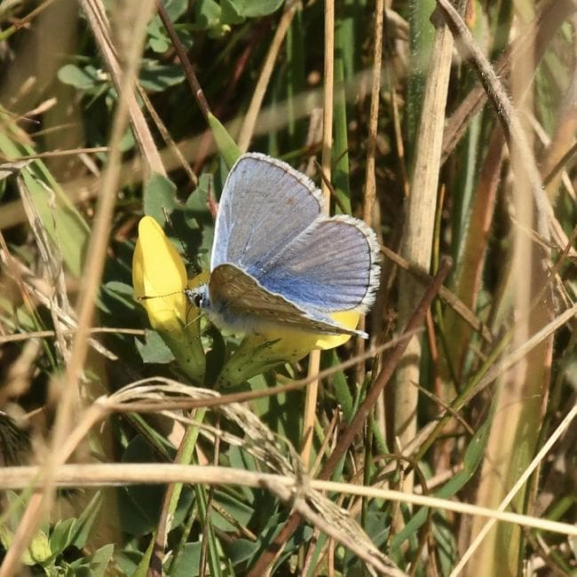 Common Blue