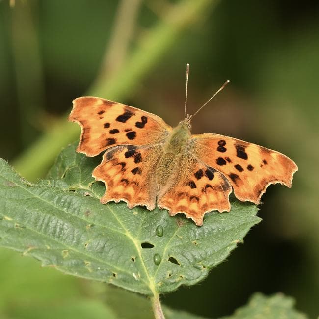 Comma butterfly