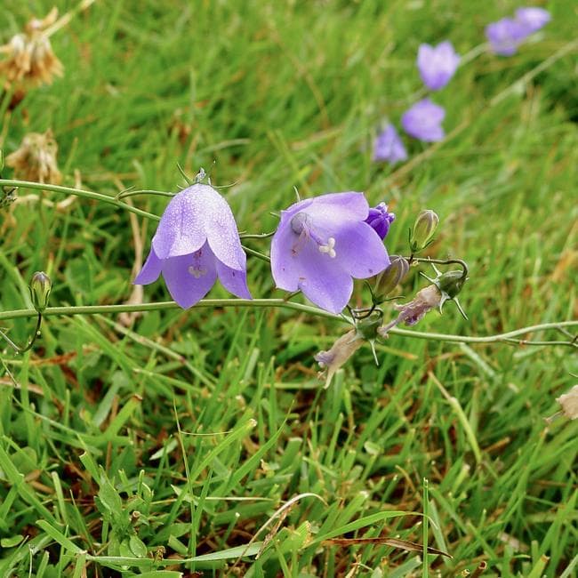 harebells
