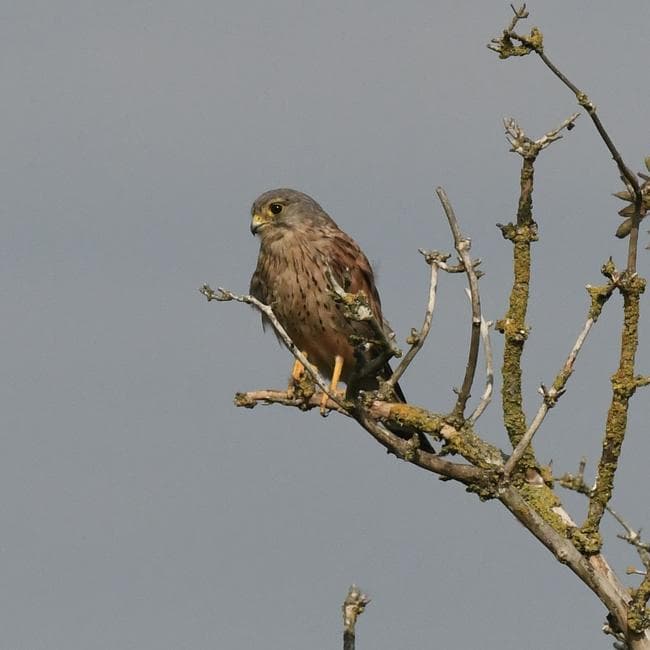 Kestrel