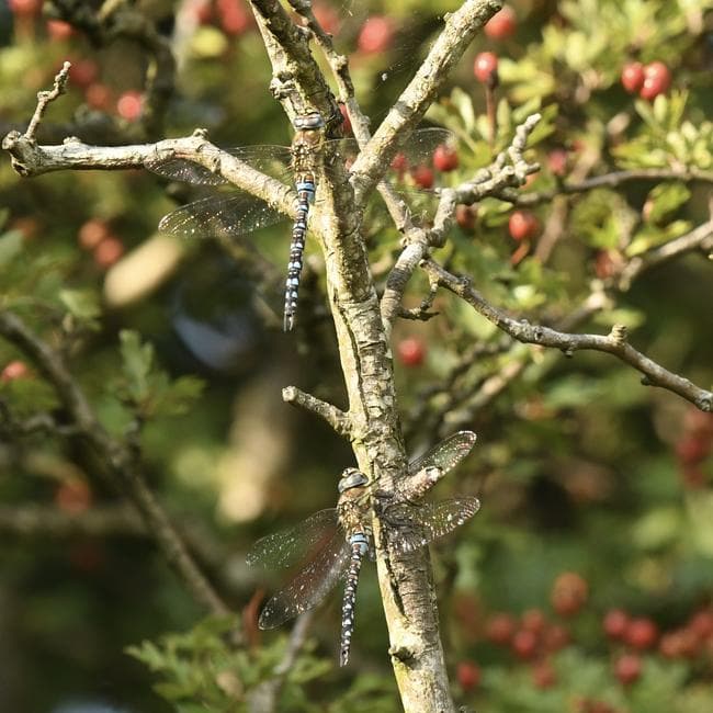 migrant_hawker