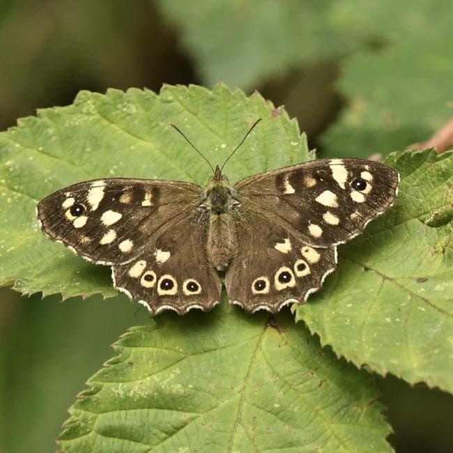 speckled wood