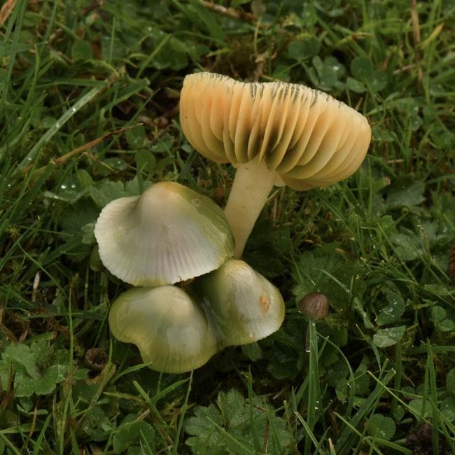waxcaps