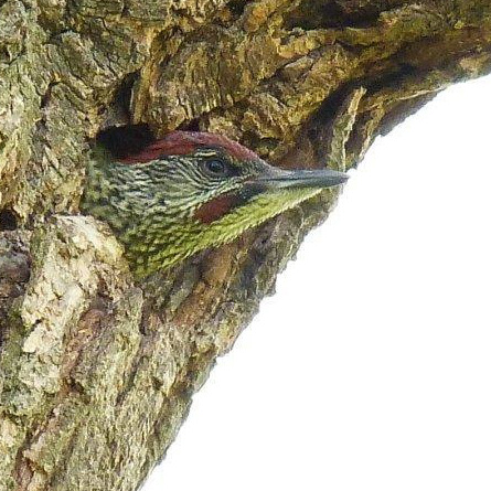 Green Woodpecker