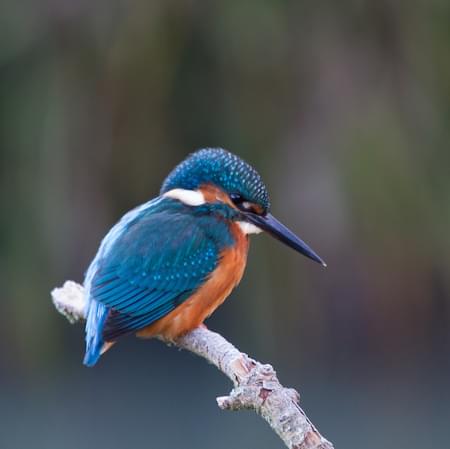 Kingfisher