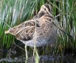 Snipe