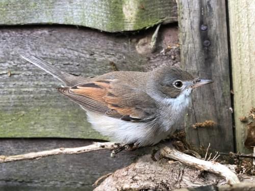 Whitethroat