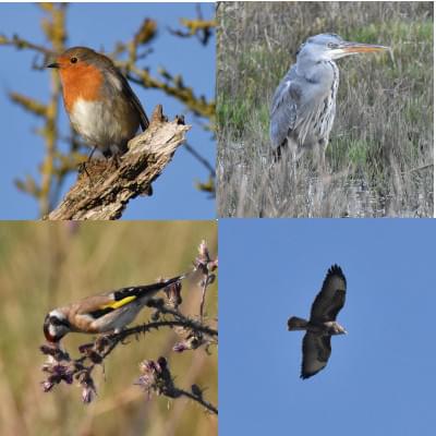 birds composite