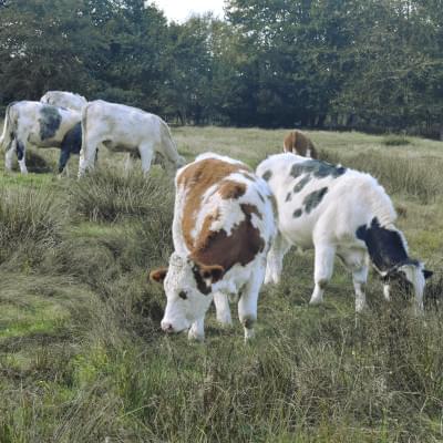 Cattle grazing