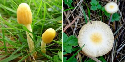 yellow fieldcap