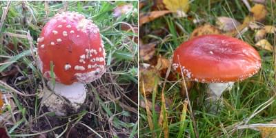 fly agaric