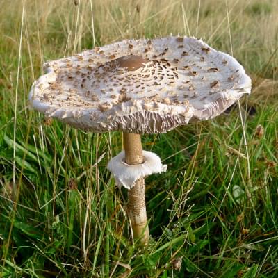 Small Bong Green Agaric