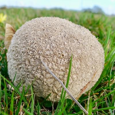 puffball fungus