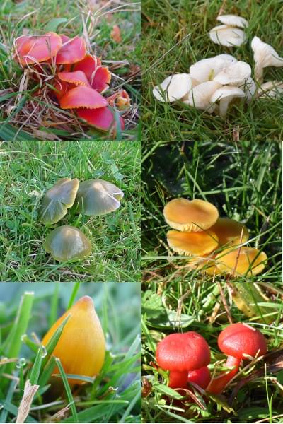 waxcap composite