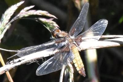 Broad Chaser Female