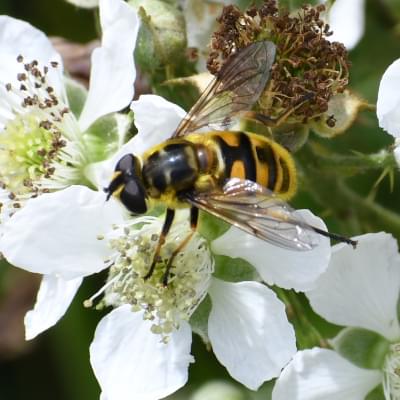 Deadhead hoverfly