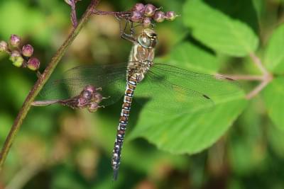 Migrant Hawker