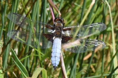 Broad Chaser Male