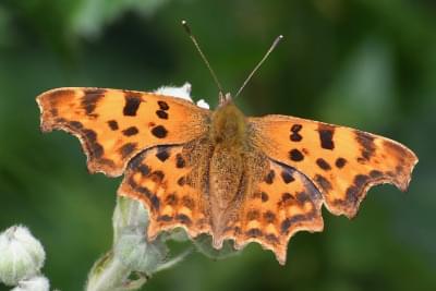 Comma butterfly