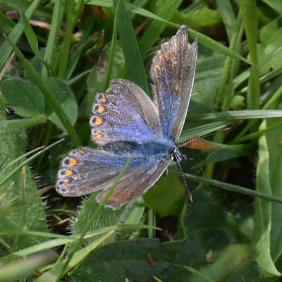 Common Blue butterfly