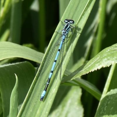 Common Blue Damselfly