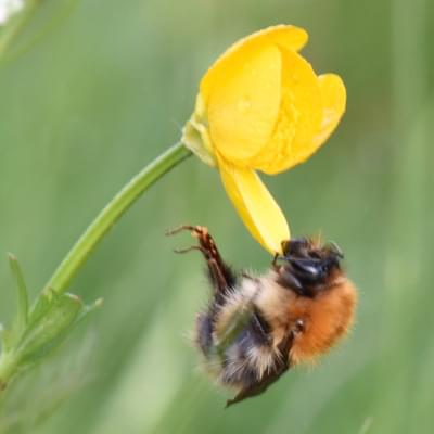 Common Carder Bee