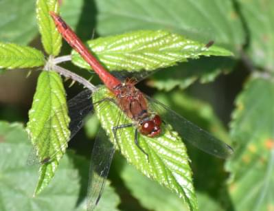 Commom Darter Male