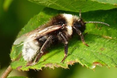 Cuckoo Bumble Bee