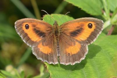 Gatekeeper butterfly