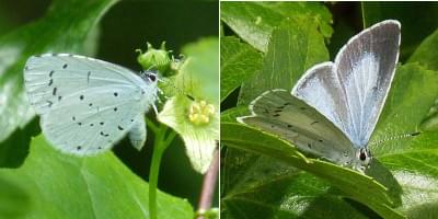 Holly blue butterfly