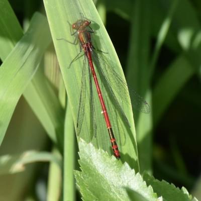 Large
                  Red Damselfly