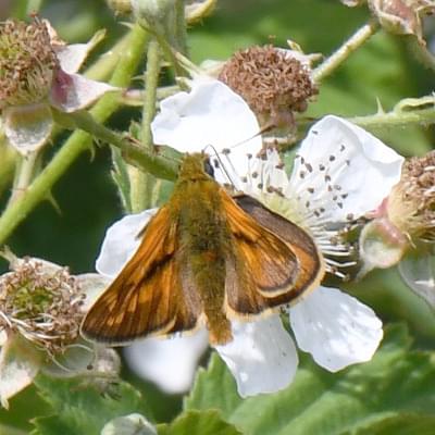 Large Skipper butterfly