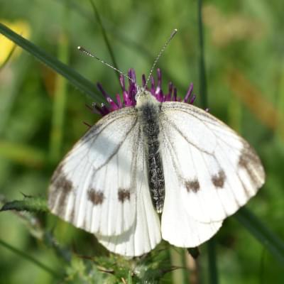 Large White butterfly