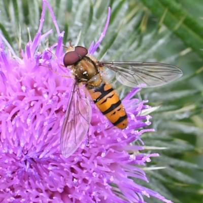 Marmalade Hoverfly