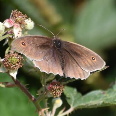 Meadow Brown butterfly