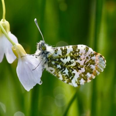 Orange Tip butterfly