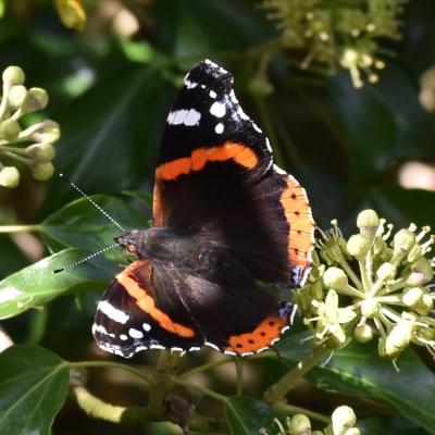 Red Admiral butterfly